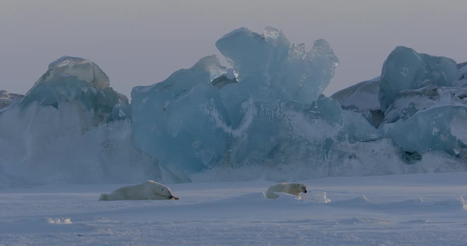Polar bears laying next to large chunks of ice in the snow