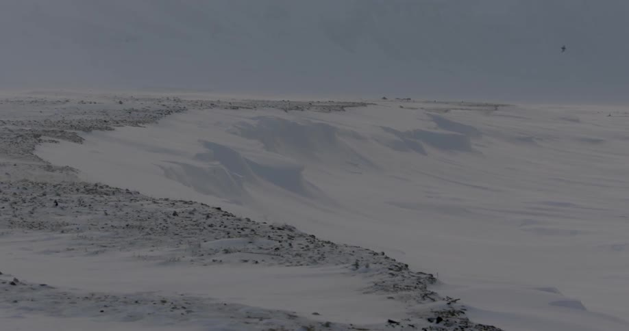 Snow drifts across the air as a bird flies overhead