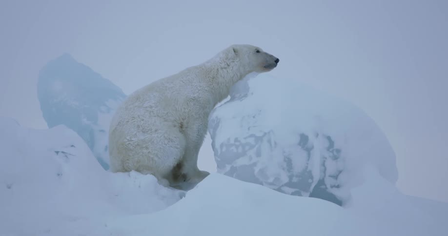 A polar bear leans against a ball of ice