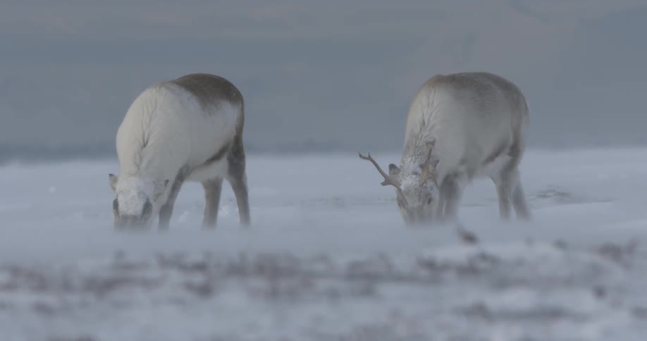 Reindeer grazing in the snow