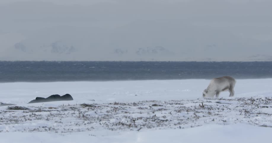 A reindeer is grazing in the snow by the shore