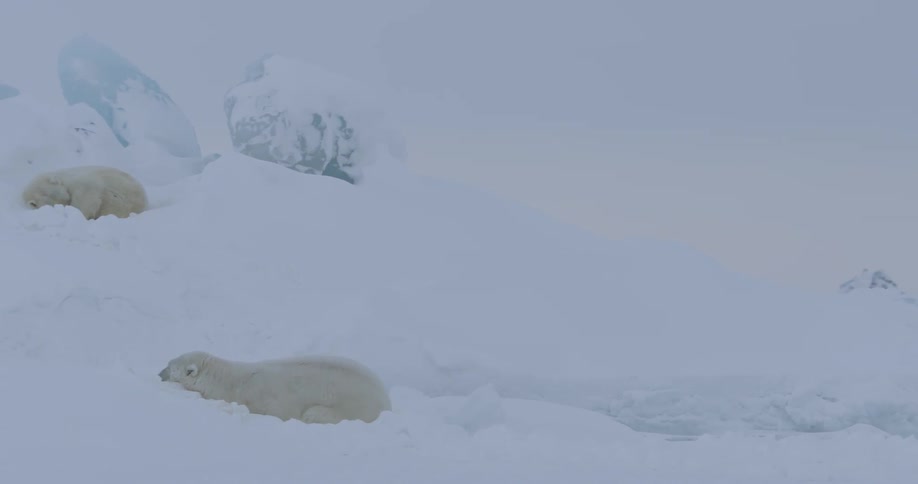 Polar bears are sleeping in the high snow