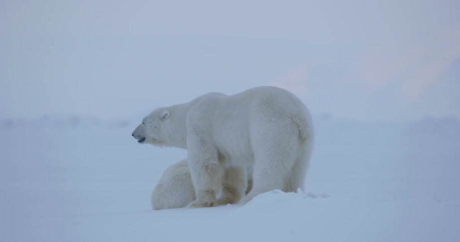 Two polar bears walk in the snow