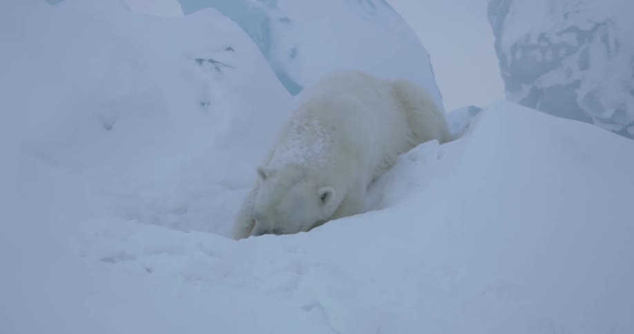A polar bear is rolling around in the snow