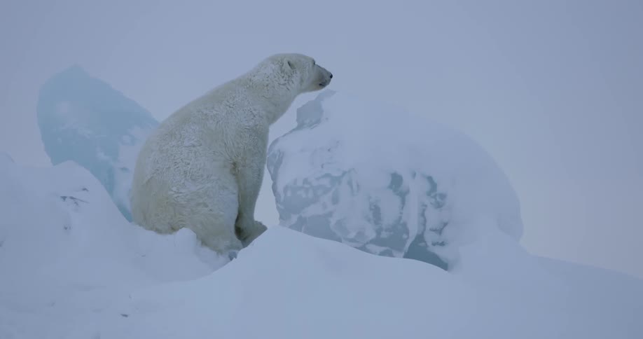 A polar bear sits atop a hill near two chunks of ice