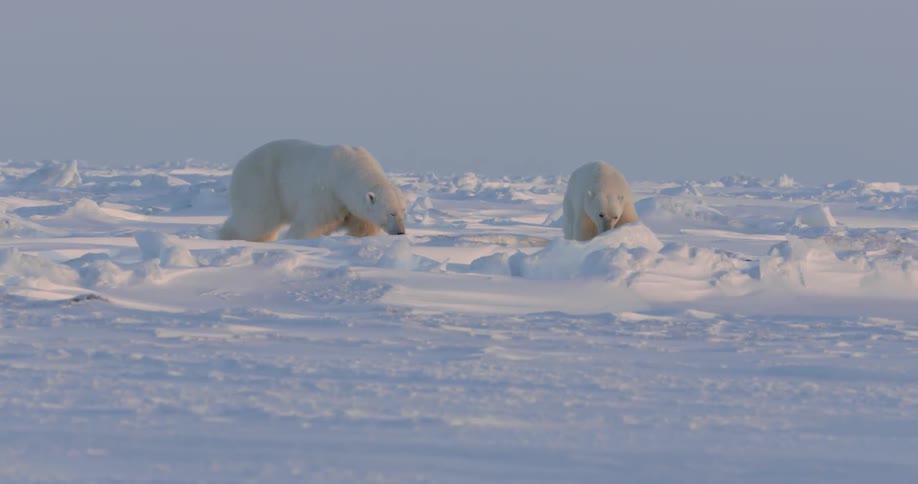 Two polar bears walk across a frozen landscape