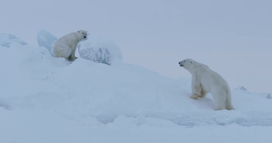 Two polar bears sit in the snow