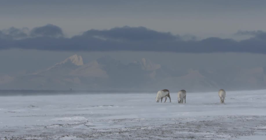 Reindeer graze and dig in the snow