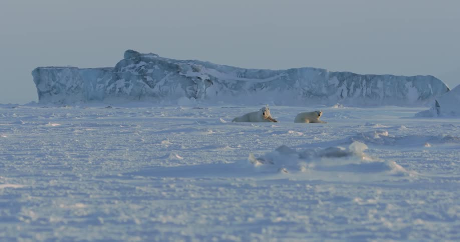 Two polar bears are relaxing on a snowy field