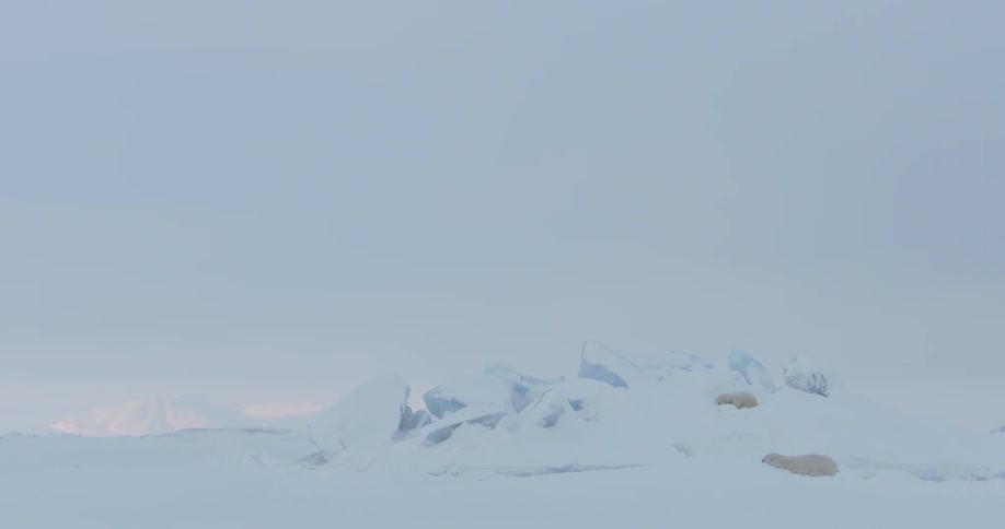 Two polar bears lay in the snow