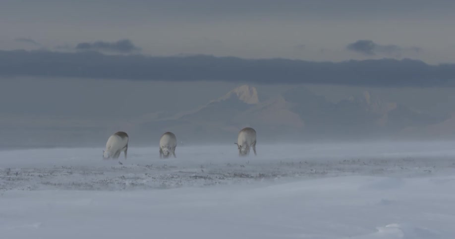 Caribou paw through the snow to graze