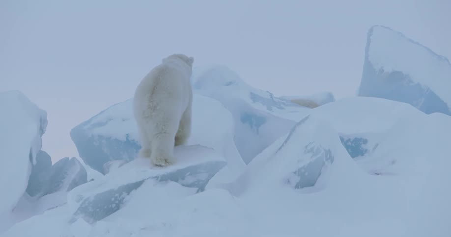A large polar bear climbing icy and snowy rocks