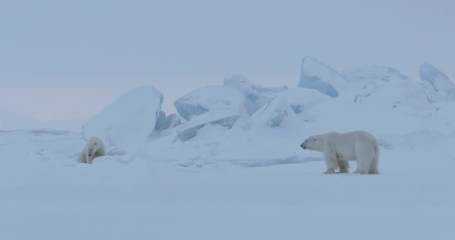 Two polar bears lay in the snow