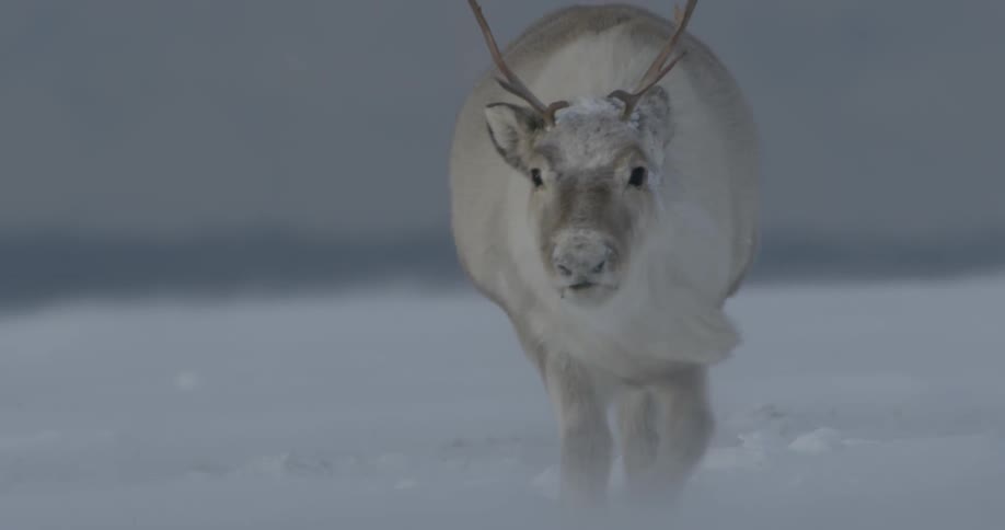 A reindeer is walking forward on a windy day