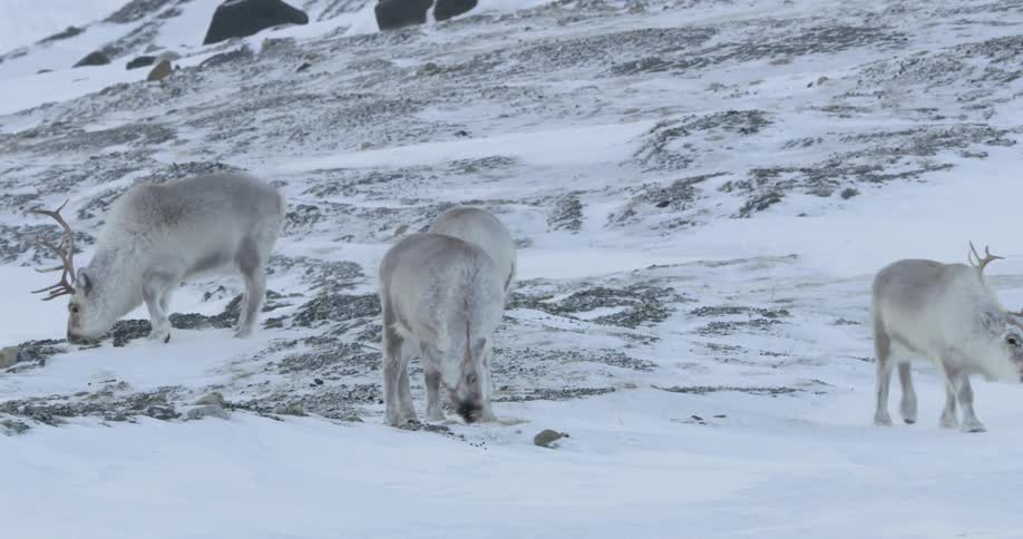 Several reindeer searching for food in the snow
