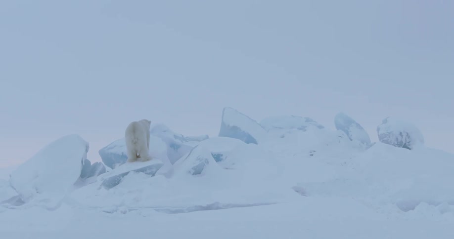 A polar bear stands on a snow covered rock