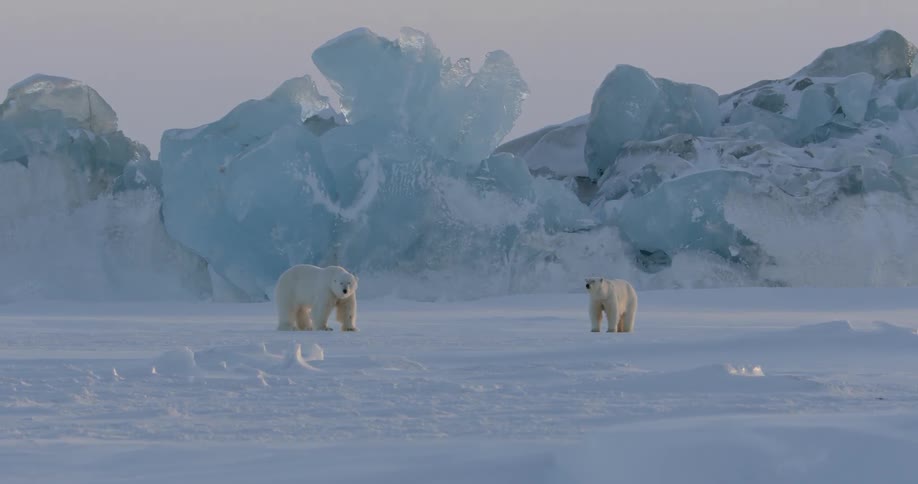 Two polar bears are standing in the snow near some huge ice