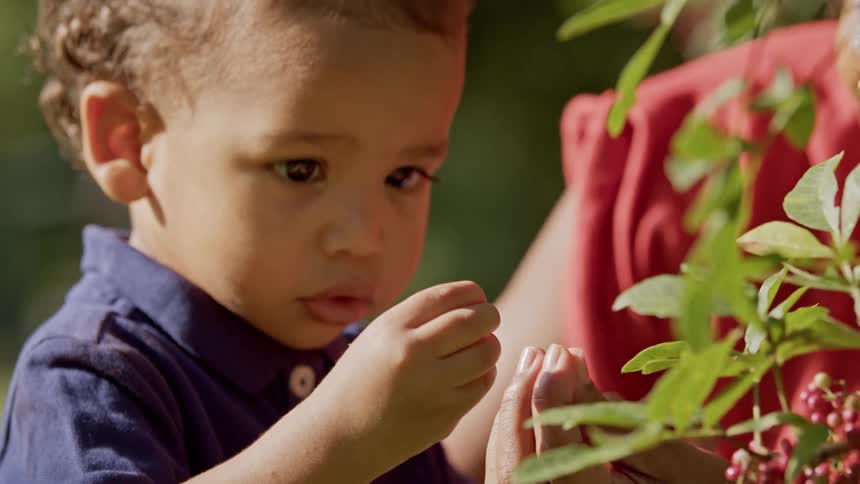 The boy picks a berry from the plant