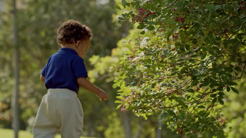 Little boy going towards a tree with fruits