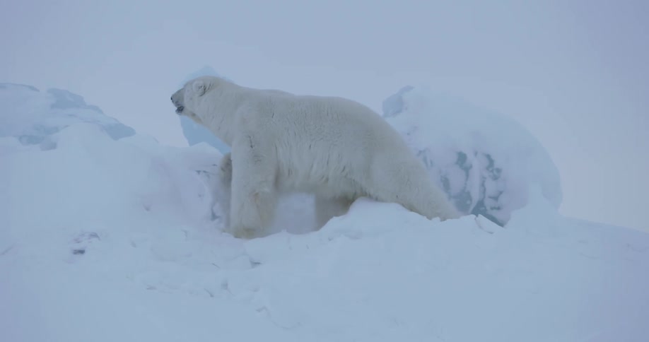 Polar bear walking in the snow in the arctic
