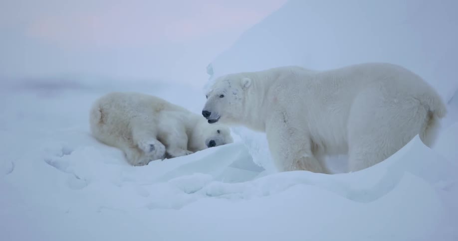 Two polar bears near a pile of snow