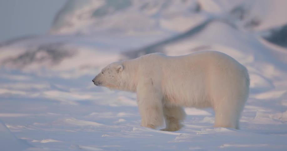 A polar bear walks in the snow