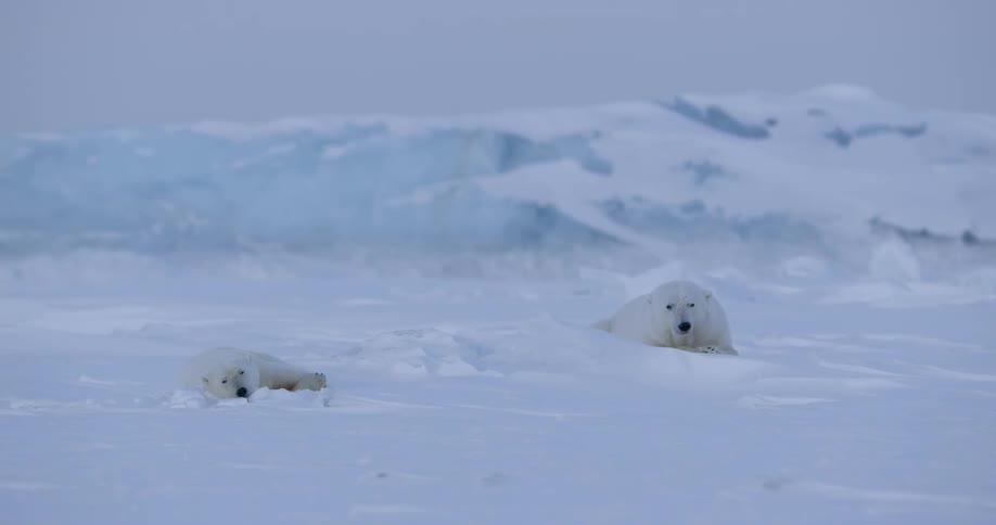 A polar bear is laying in the snow lounging