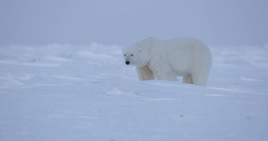 A polar bear stand in deep snow in a frozen landscape