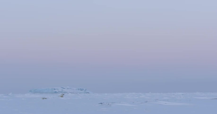 A couple polar bears playing in the snow with a large rock in the background