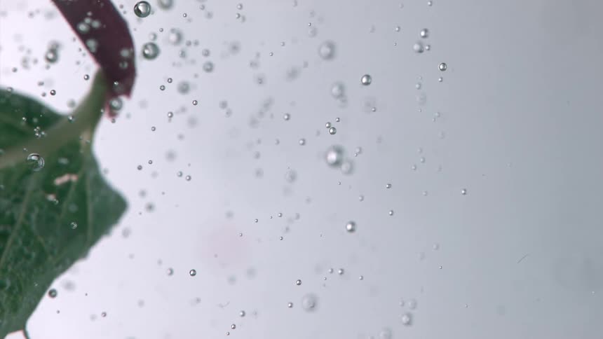 A leaf twists and turns in the water casting bubbles off as it goes