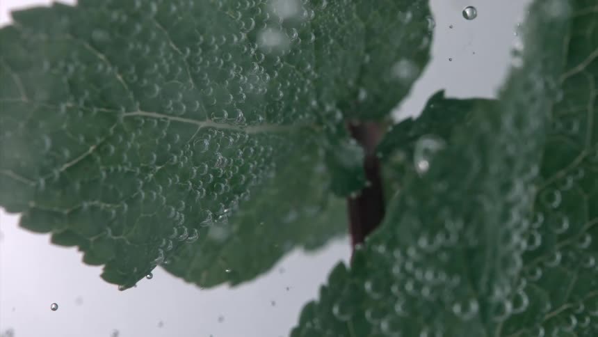 Mint leaves soaked in water