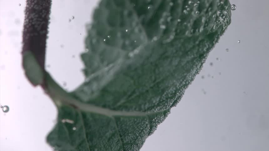 Leaf releasing water droplets in water as it turns