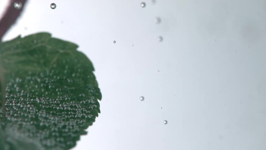 A single green leaf with small bubbles attached to its surface is submerged in clear water