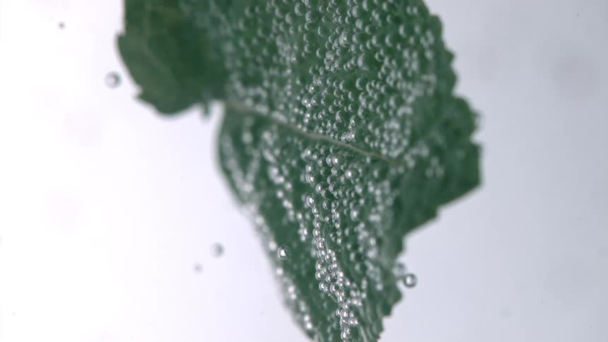 Green leaf with air bubbles being dipped in a liquid
