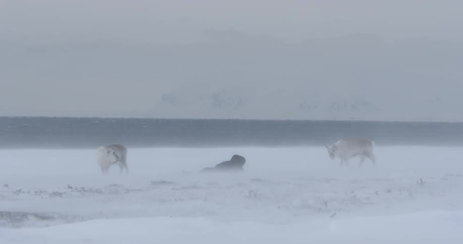 Reindeer walk in the snow as a man lays on the ground