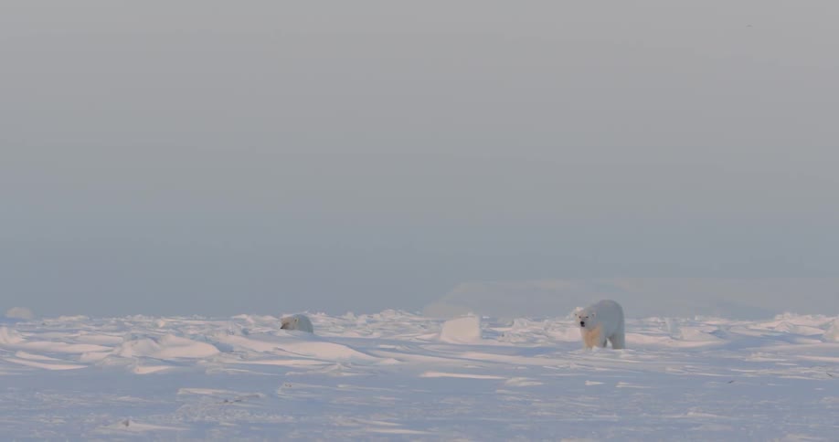 Two polar bears walk along the field ahead
