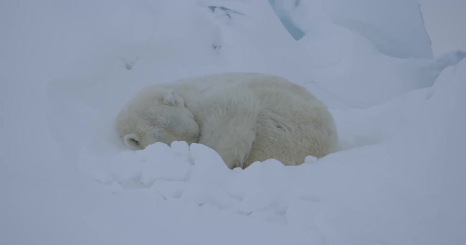 Polar bear sleeping in the snow