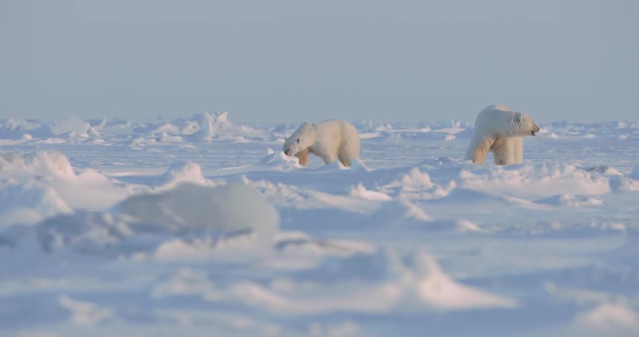 Two polar bears walk in the snow