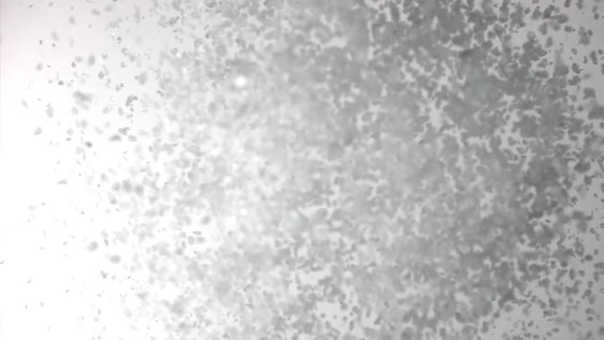 Water droplets spread and then contract in gray fluid