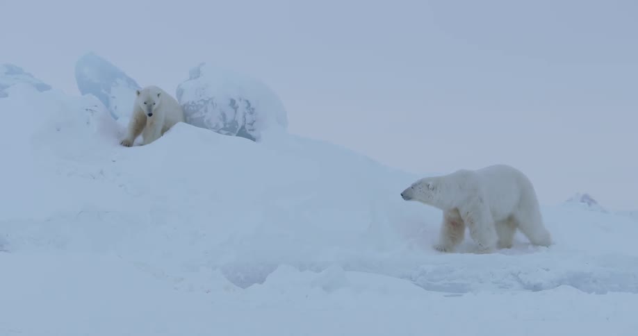 Two polar bears walk on hills of snow and look around