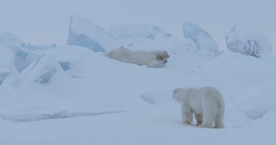 A couple of polar bears playing on mounds of snow and rocks