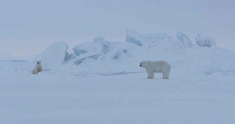 A polar bear walks towards another one sitting by some ice