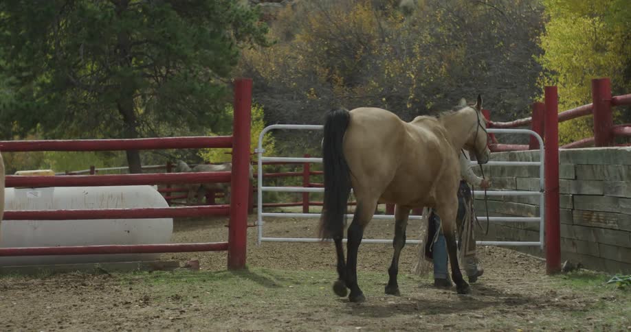 A woman leads the horse on the ranch