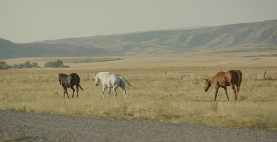 Horses of different coat colors walking through a field