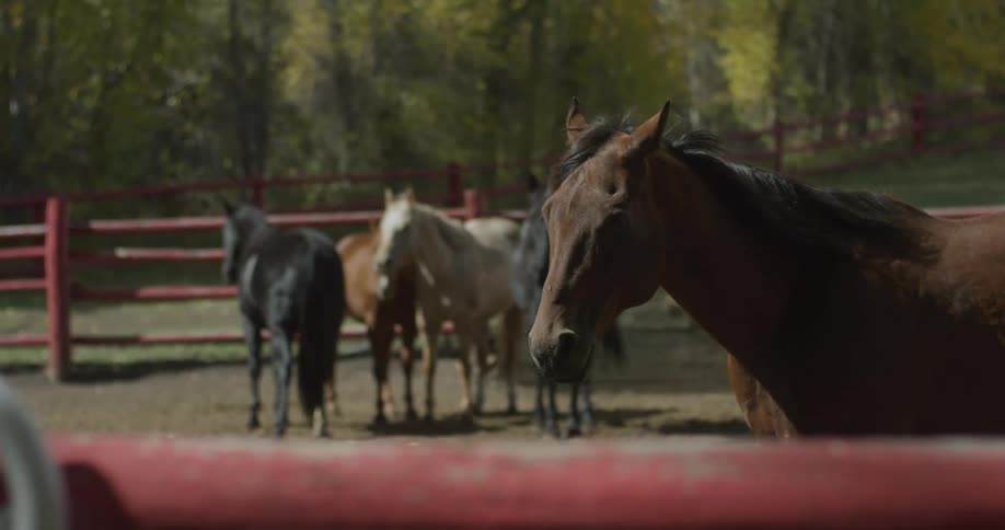 Herd of horses standing in a red metal corral in a woodland area