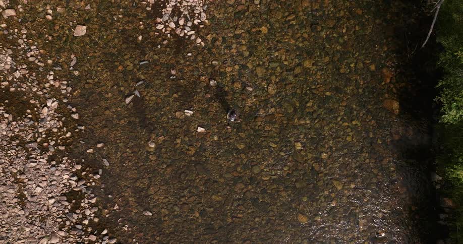 A man is fly fishing in the middle of the creek