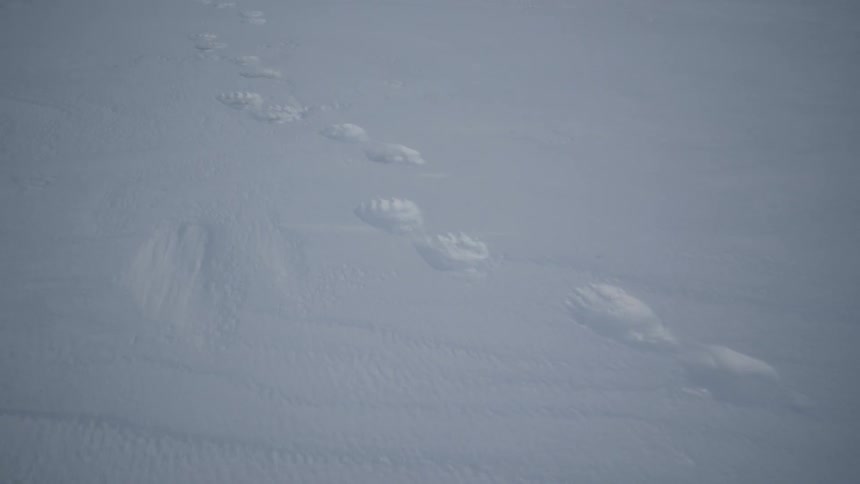 Paw prints line the white snow