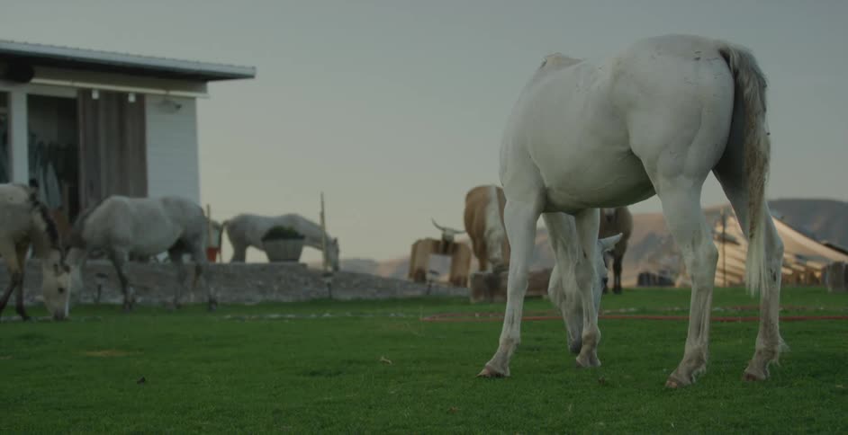 White horses eating grass