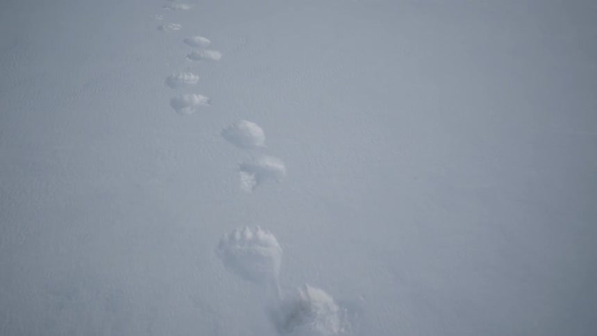 Paw prints line the white snow