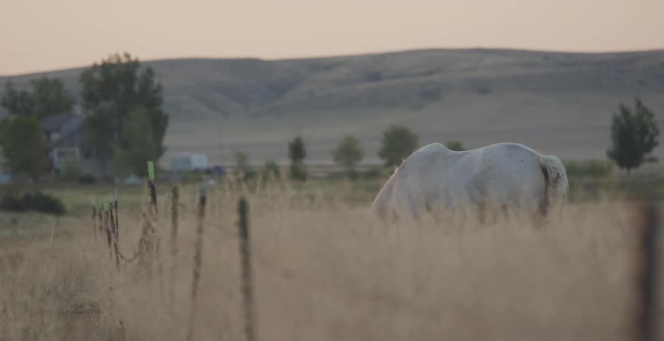 A white horse grazes in a field of tall dry grass with a fence line in the foreground and distant hills under a pale sky